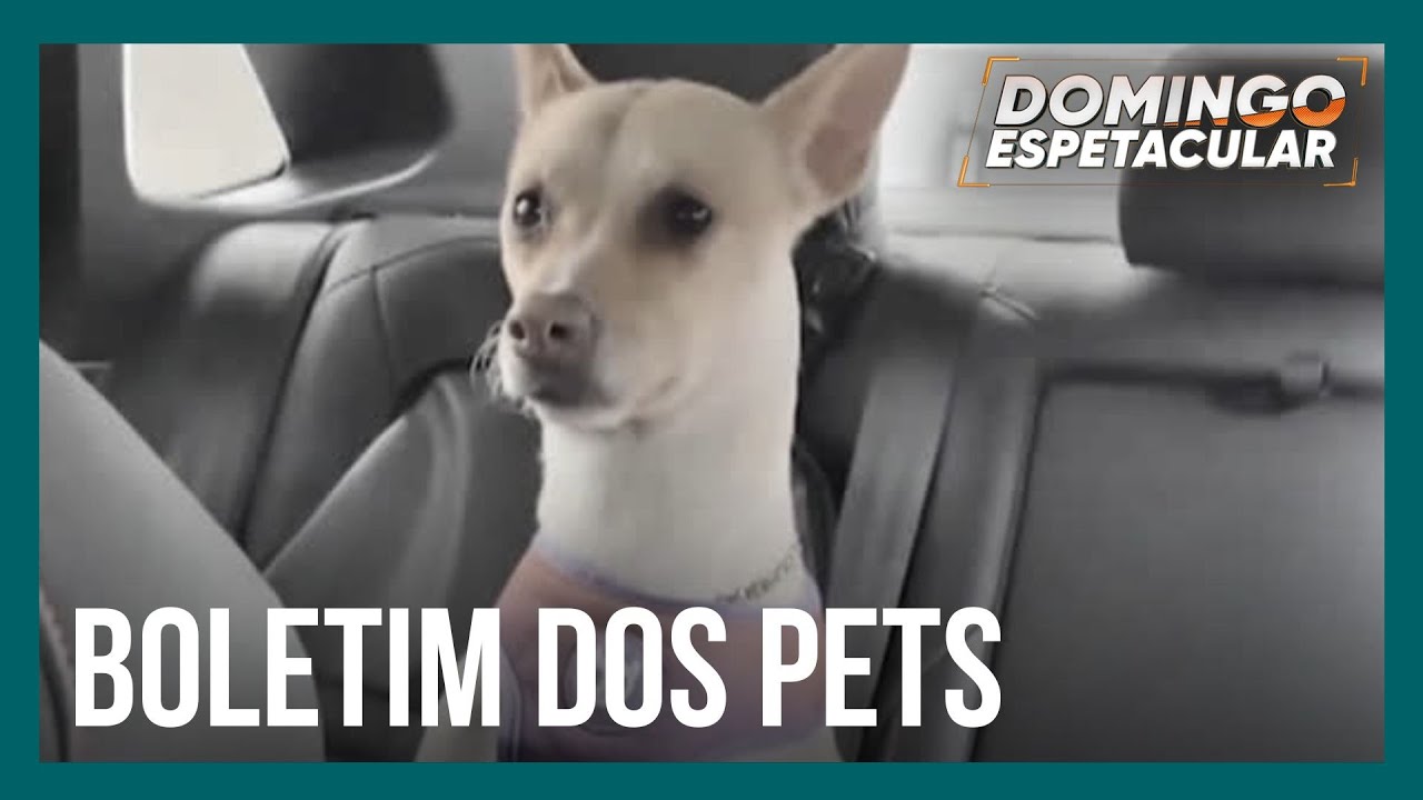 Cachorrinha Kiara viraliza com notas baixas no seu ‘boletim escolar’