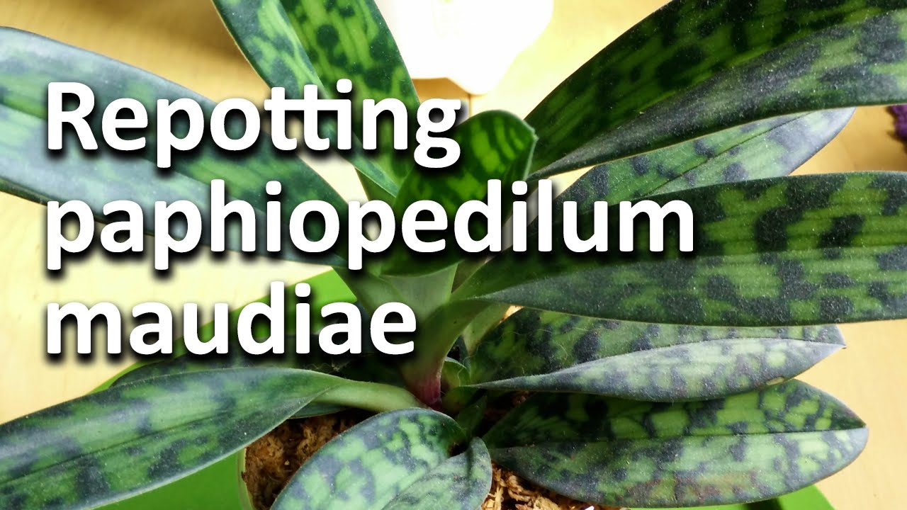 Repotting paphiopedilum maudiae