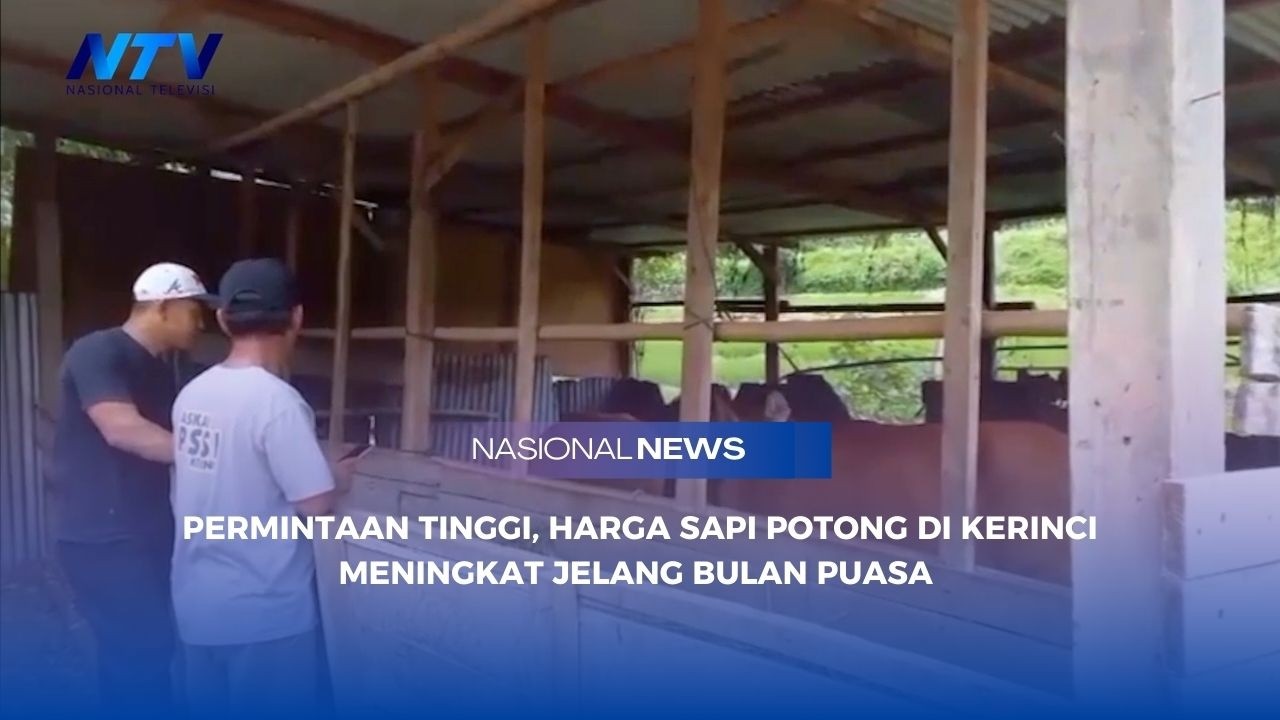 PERMINTAAN TINGGI, HARGA SAPI POTONG DI KERINCI MENINGKAT JELANG BULAN PUASA