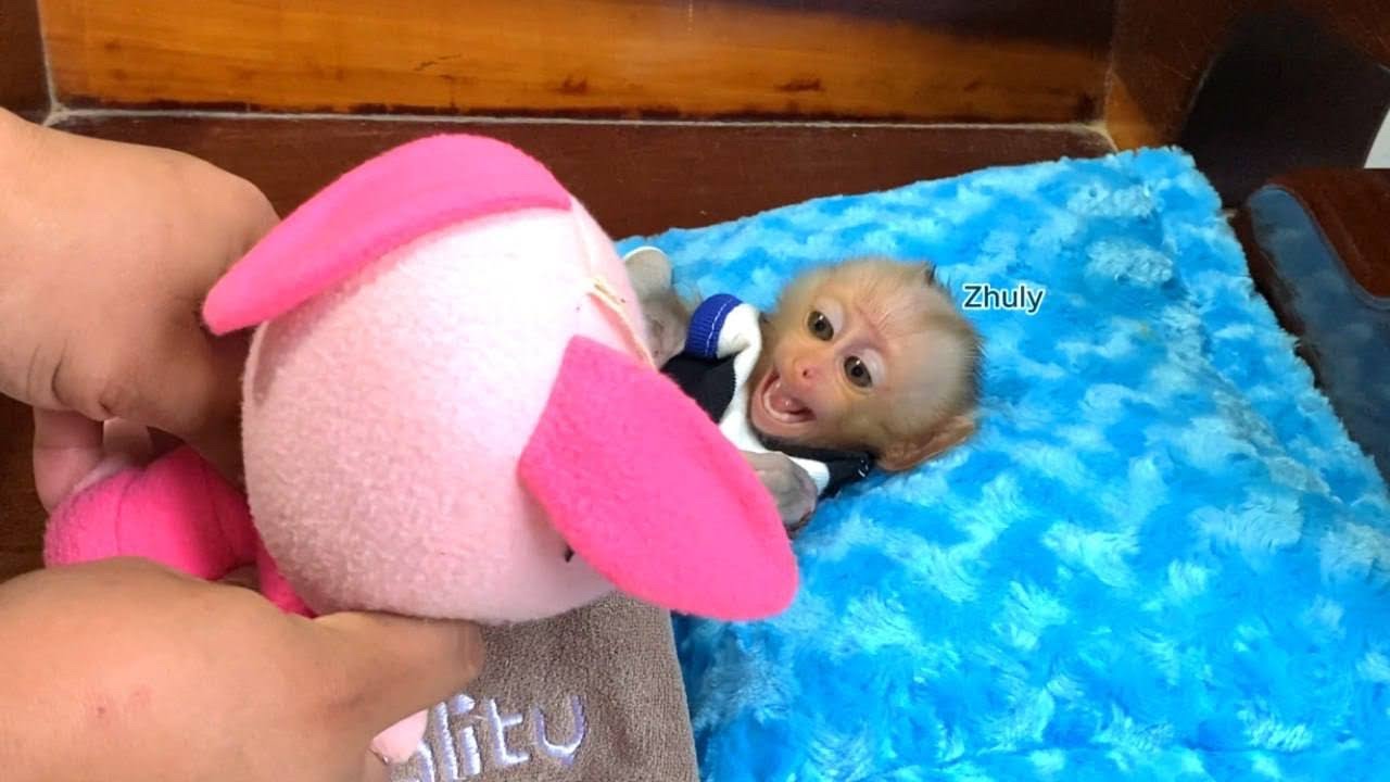 Oh …!! Zhuly In ABD Mo0d Wan’t To Play At All