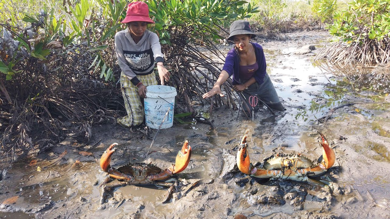 Unique Fishing - Brave Women Catch Many Huge Mud Crabs In Swamp after Water Low Tide