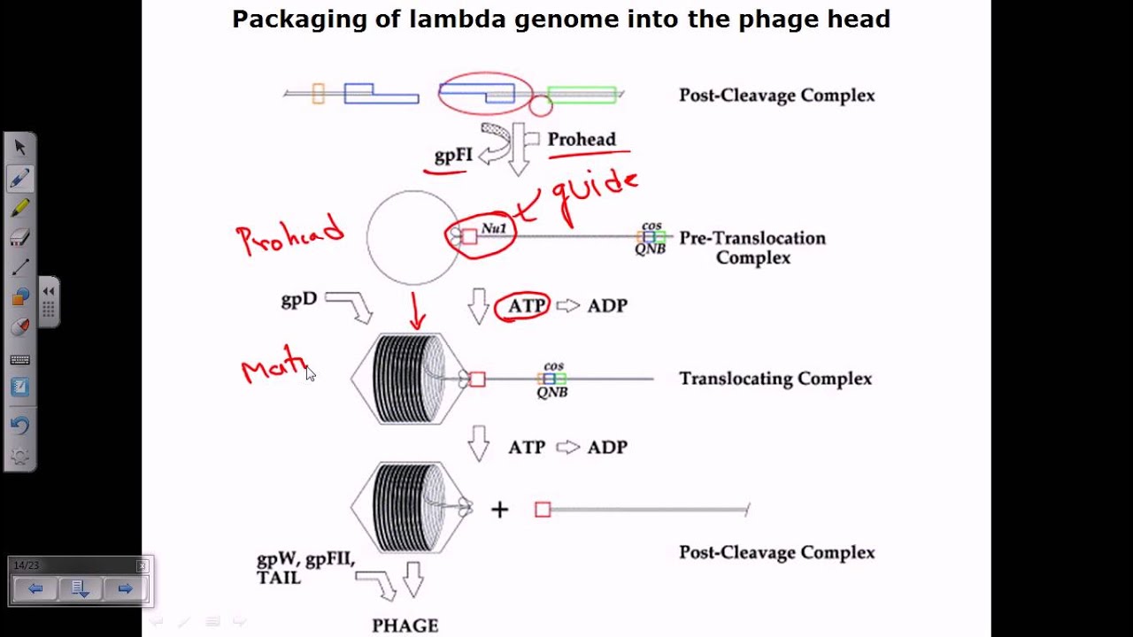 Packaging of a genome in phage head