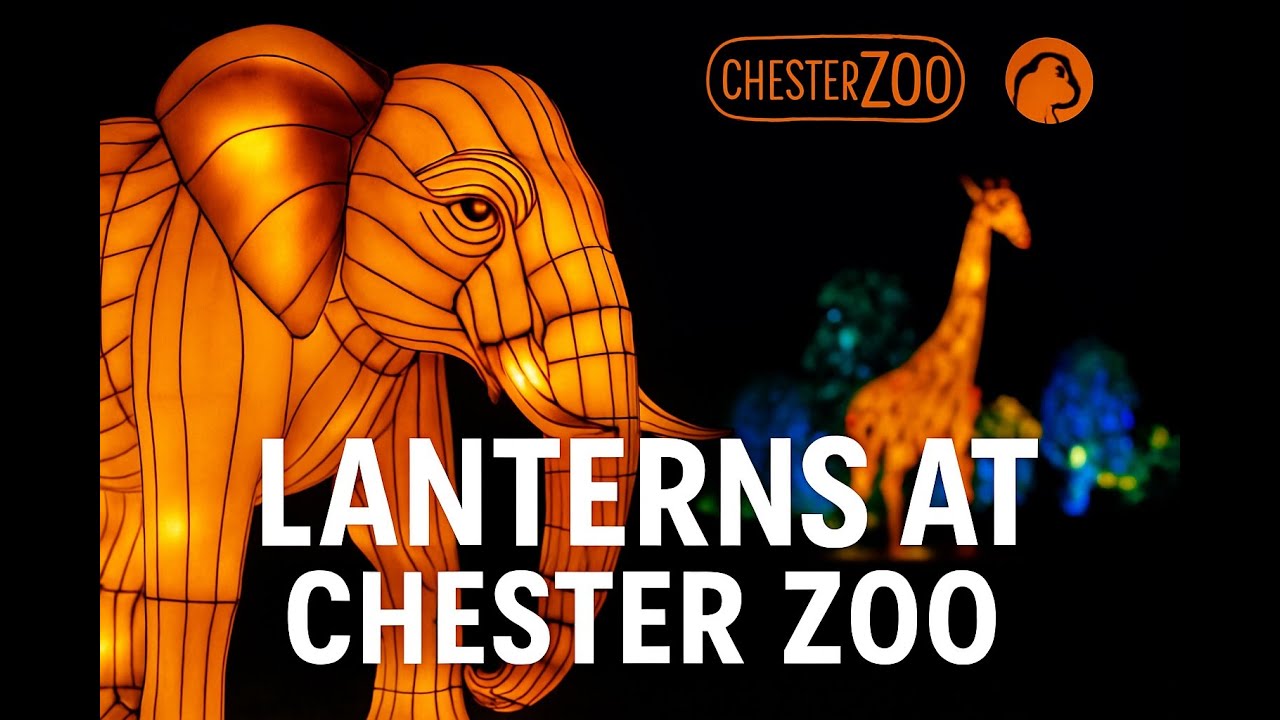 Christmas Lanterns at Chester Zoo | Zoo After Dark Experience