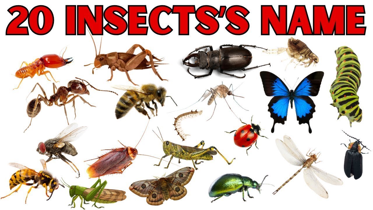 Learn 20 Insects name For Kids | Fun Educational Video with Colorful Pictures & sound