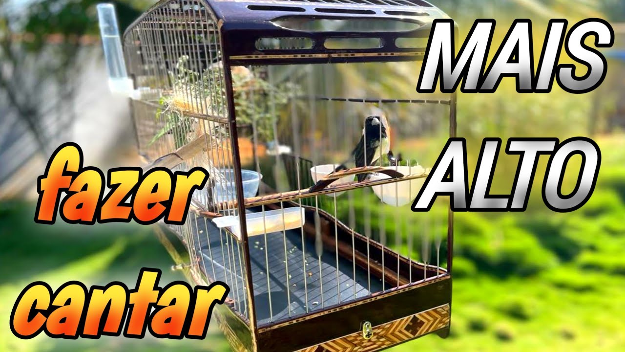 como fazer papa capim cantar mais “ALTO”  que tá cantando embolado 🔥 , LIMPAR CANTO