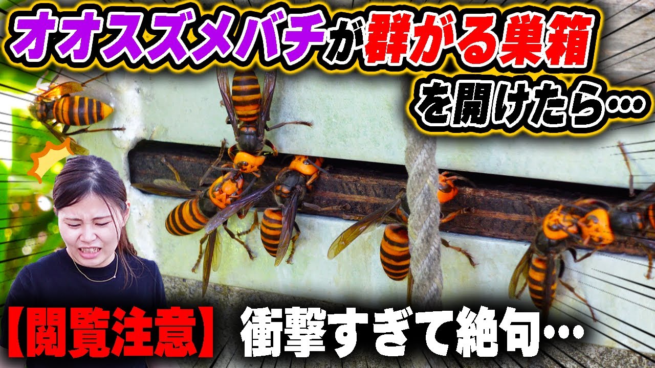 【閲覧注意】オオスズメバチが群がるミツバチの巣箱を開けたら...
