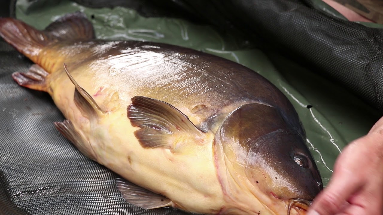 Carp Fishing Carp Care