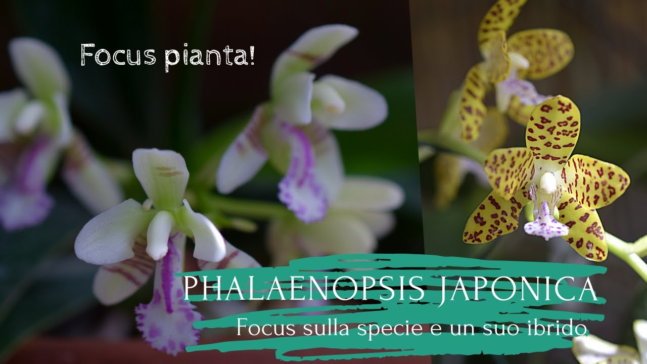 Come si coltiva la phalaenopsis japonica, focus su una orchidea