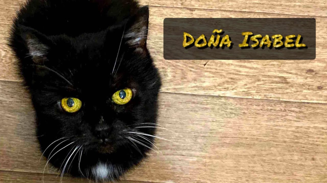 Divoká kočka a  já