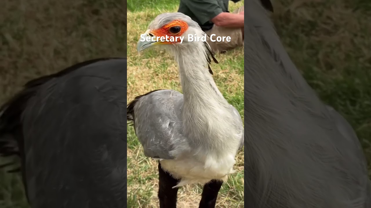 Secretary Bird Core #animalshorts #cuteanimals #birds #secretarybird