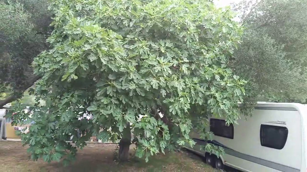 Živogošće Blato - Camp Dole 2018
