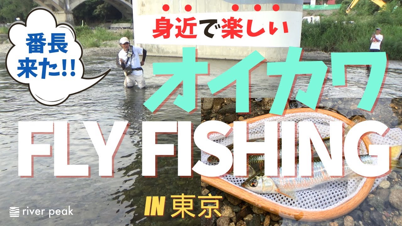 Fly Fishing for Oikawa in a Local River! The Uncle's Excited Adventure