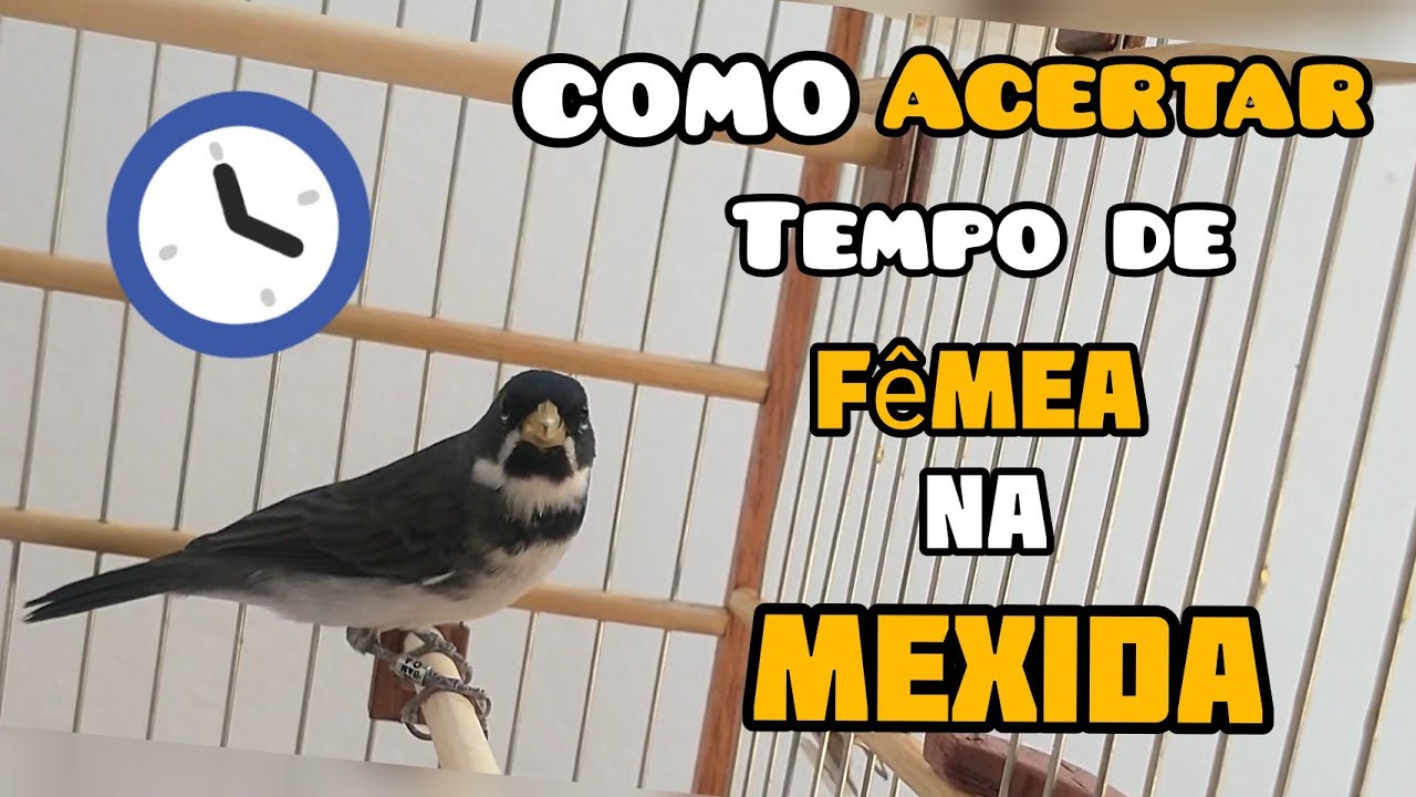 Como acertar o tempo correto de fêmea na mexida : coleiro ou Papa capim