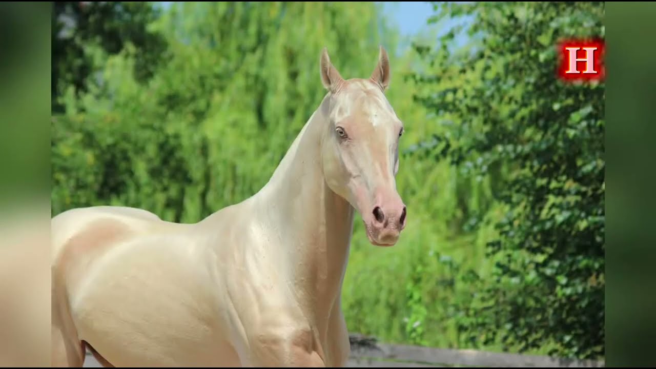 Akhal-Teke: The Golden Horse with a Metallic Shine
