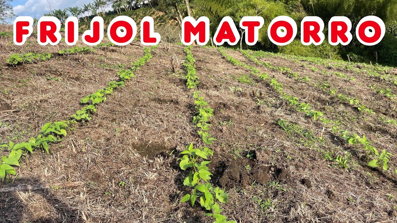 Levante de frijol de matorro