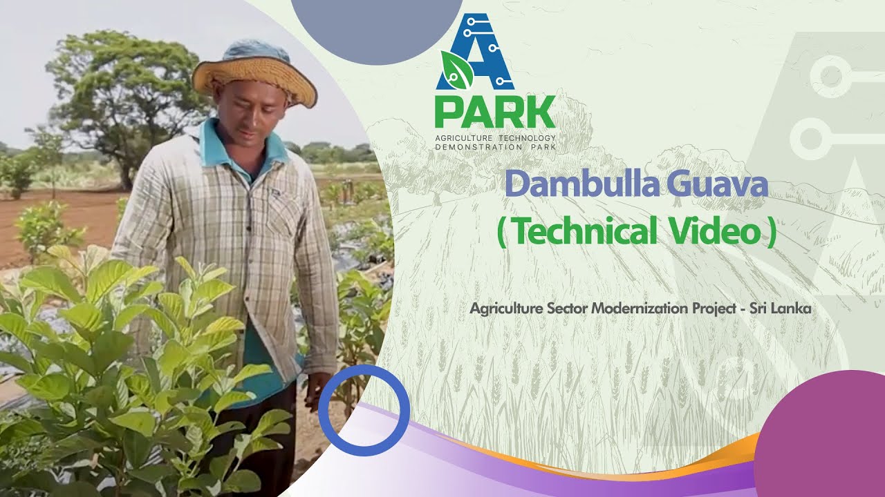 Dambulla Guava -Technical Video