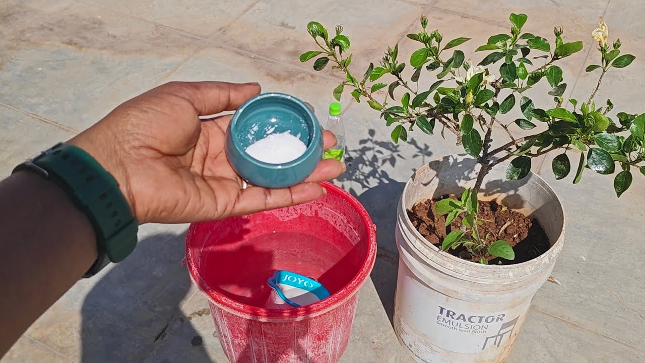 Get bigger flowers on a hibiscus plant మందరం ముక్కలో పెస్ట్ కంట్రోల్ మరి పెద్ద పూవులుక్కి సొల్యూషన్ 