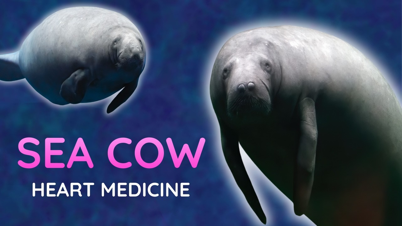 Sea Cow Spirit Animal Meaning 🐋 | Manatee & Dugong Symbolism + Heart Coherence