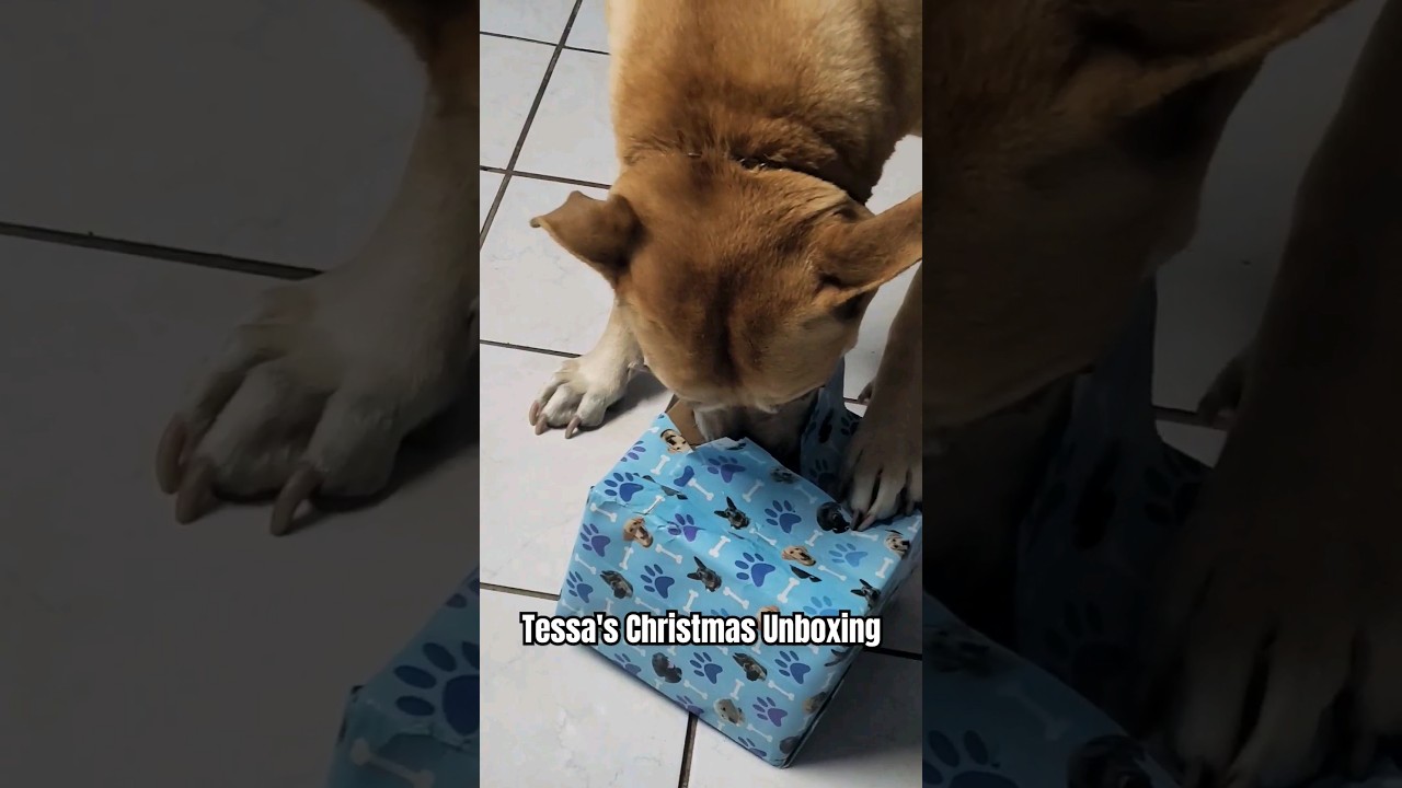 Tessa Approved Series | Kong Wild Knots Bear Holiday Unboxing