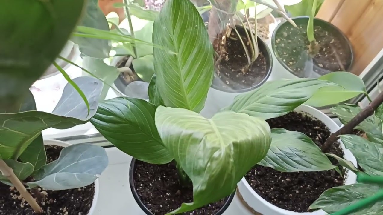 Комнатные Растения. Обзор Всех Моих Растений В Квартире🌿🌿🌿