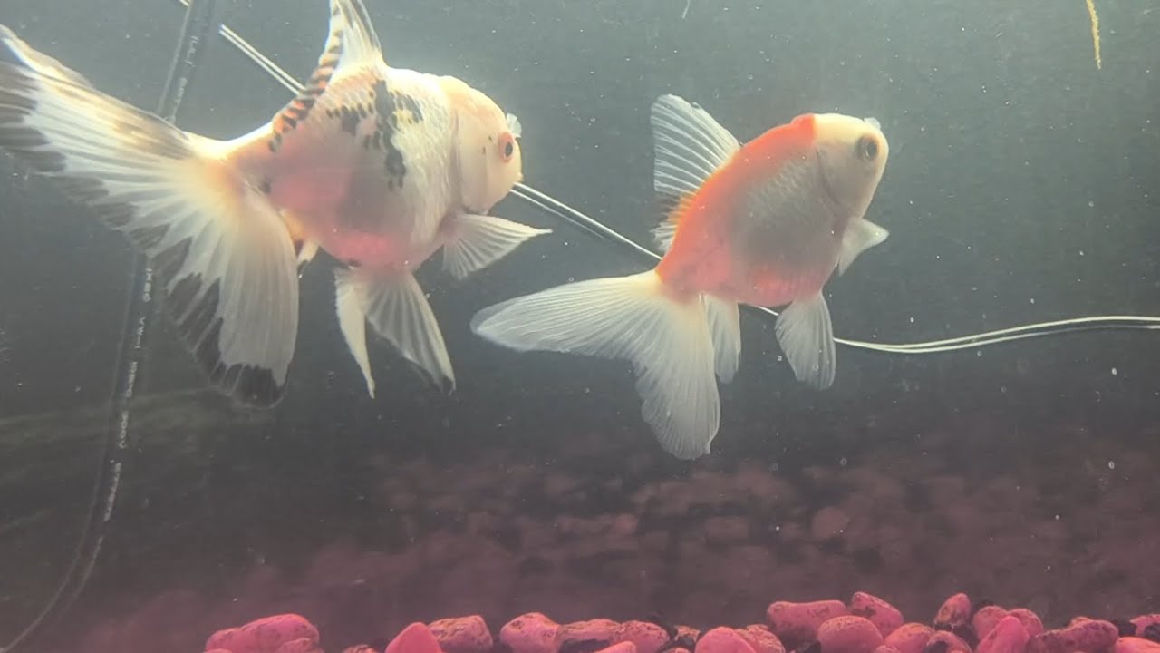 Beautiful Fancy Goldfish and Big Pleco