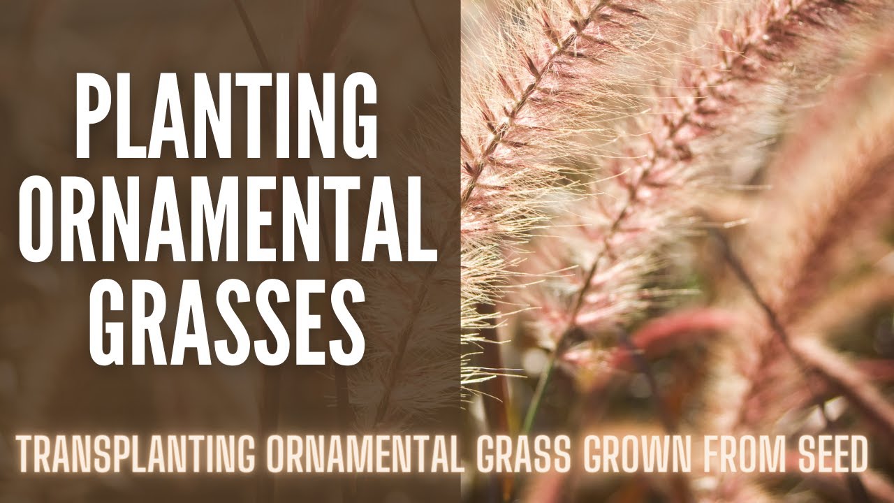 Planting Ornamental Grass Seedlings 🌱🌱🌱 || Summer Gardening Ideas || Ornamental Grasses