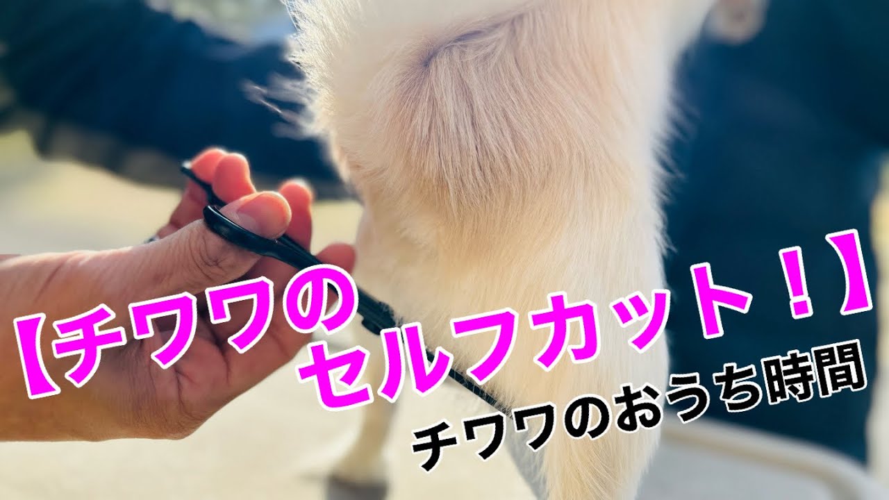 【チワワのおうち時間】セルフカットをやってみた！