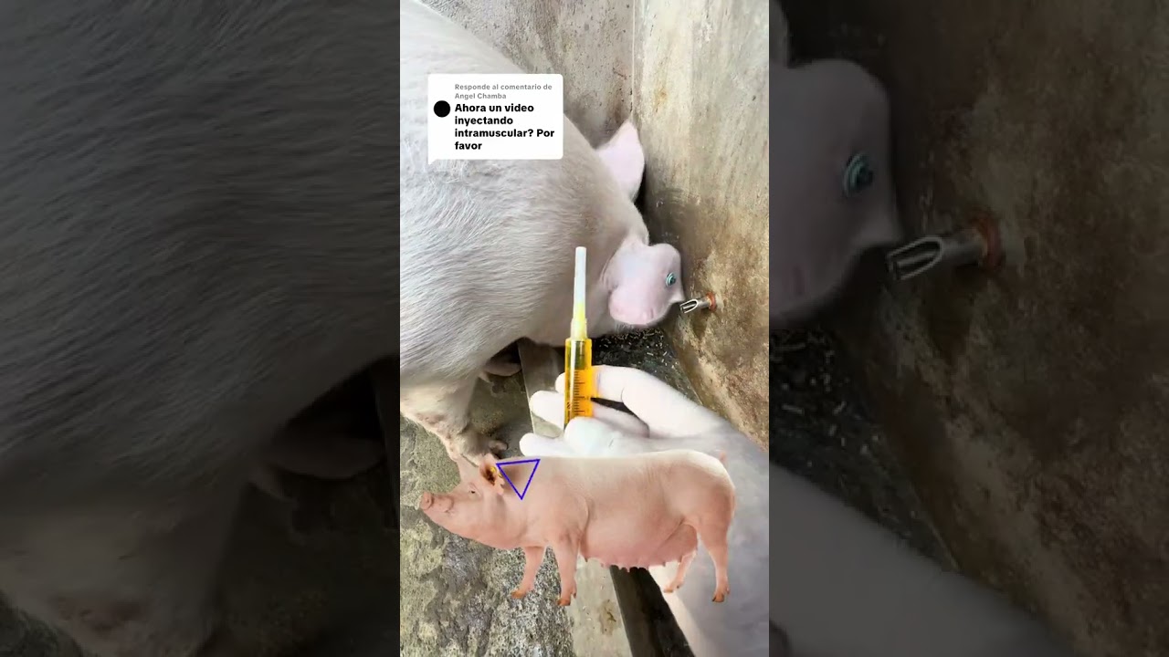 inyecci&oacute;n intramuscular en cerdos
