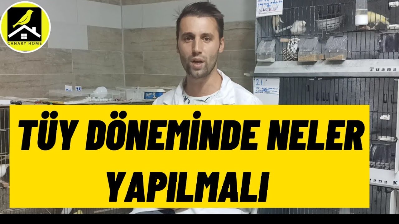 Dikkat ! TÜY DÖNEMİNDE NELER YAPILMALI ? Nasıl kuşlarımızı tüye sokabiliriz.Önemli konu ?