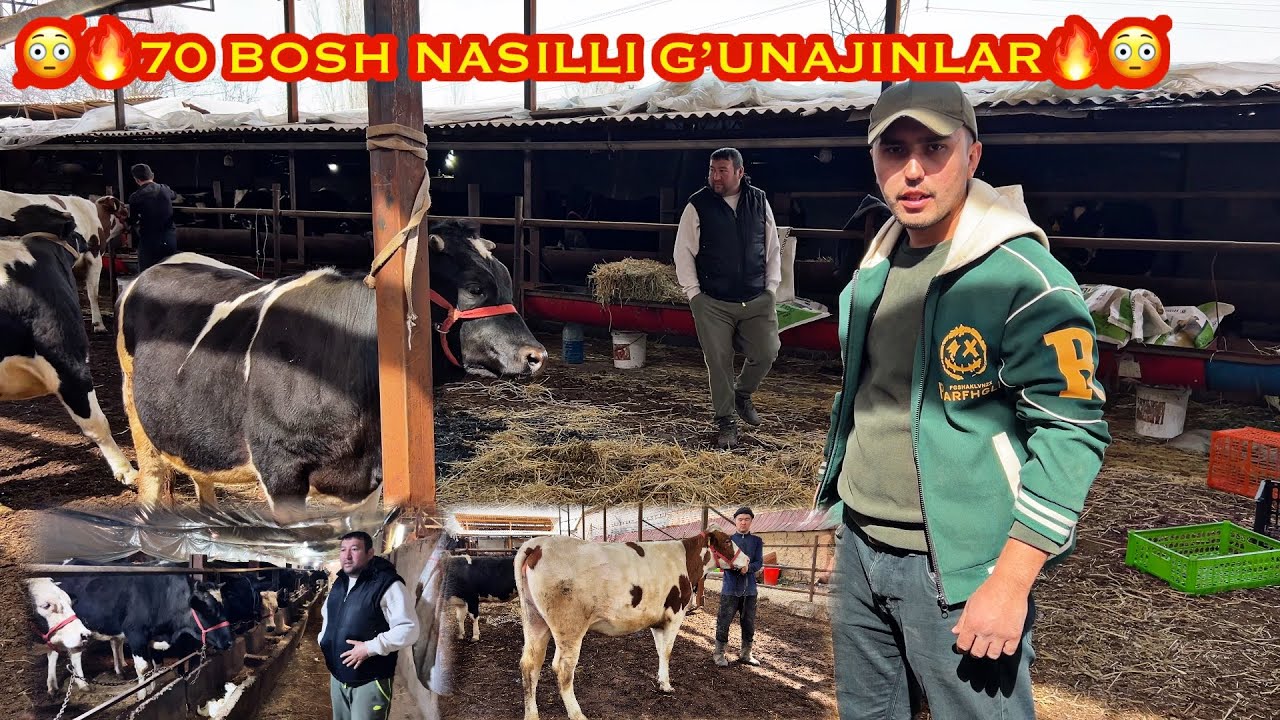 🔥100 GA YAQIN NASILLI G’UNAJINLAR SOTUVDA 🔥 SHOSHILAMIZ SONI KO’P👍 TOSHKENT 98 121 00 21