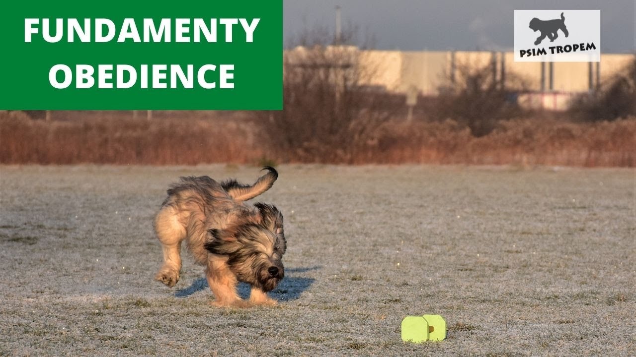 Fundamenty pracy  i sygnały nagród Obedience - Owczarek Kataloński - 6 miesięcy. Catalan Sheepdog.