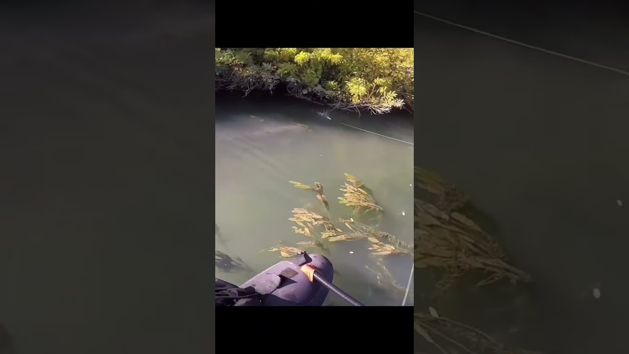 Gros silure attaque en surface 🎣#catfish #fishing #peche #silure #attack #reel