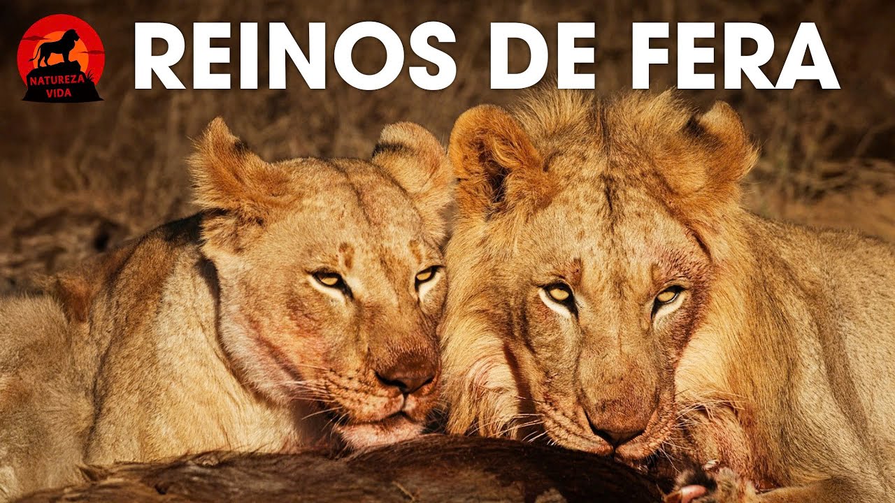 🔴REINOS DE FERA | Os Mestres da Caçada entre Maasai Mara e Serengeti  #animaisselvagens