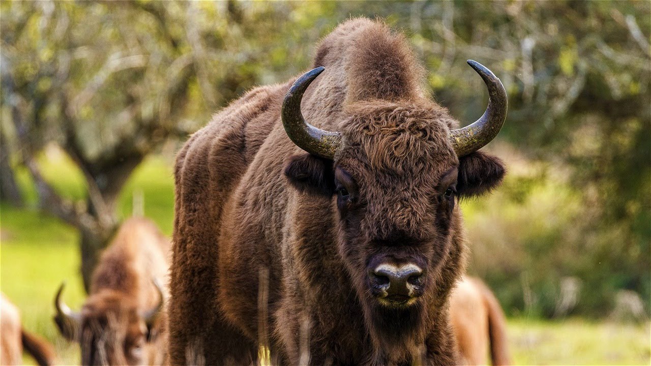 Tracking Europe's Most Southerly Population of Bison