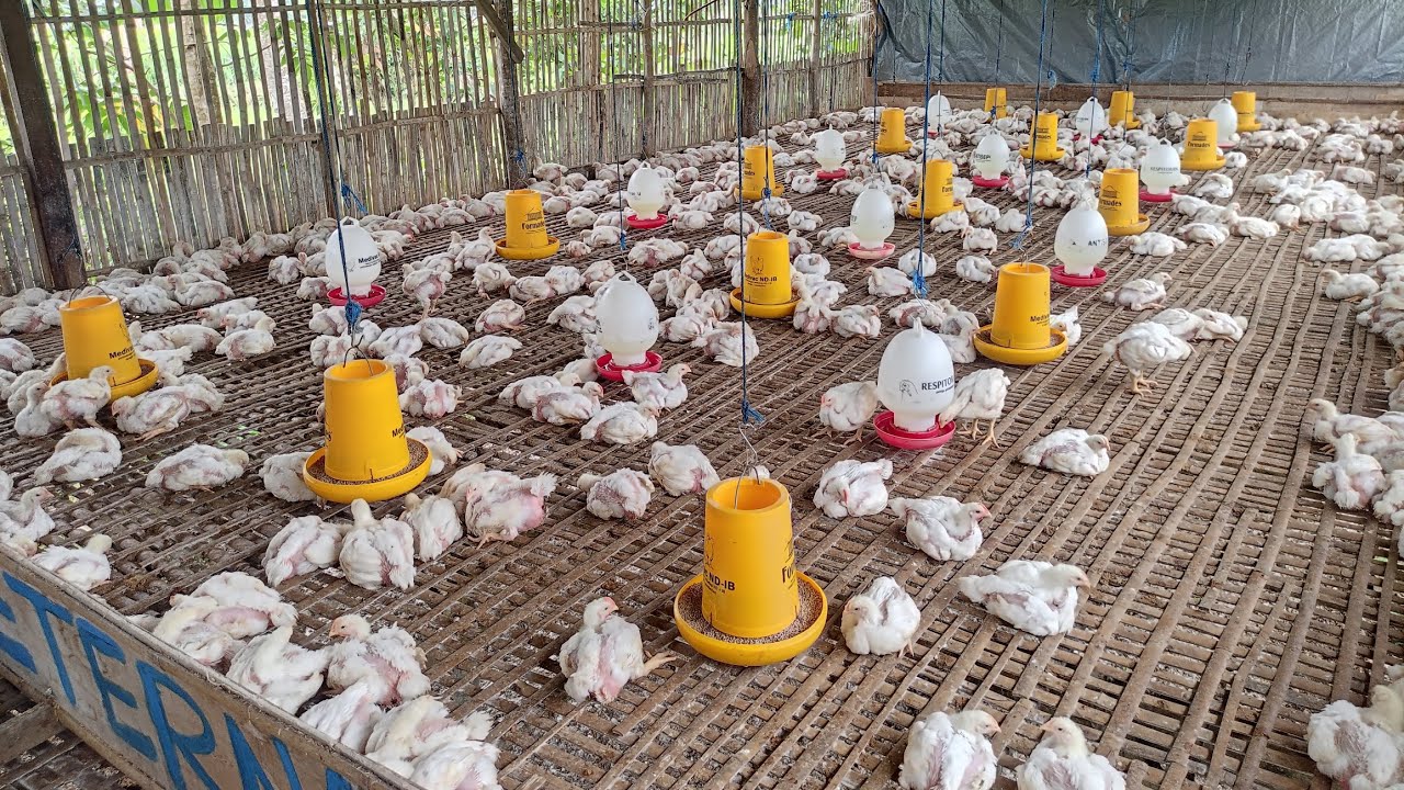 HARI KE 24 ! AYAM NAFSU MAKANNYA SANGAT MENURUN ! 