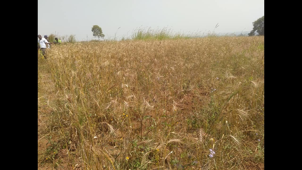 Un scientifique cultive du blé à Dschang - Labos d'Afrique - Afrique Universités - Teaser - Jan 2020