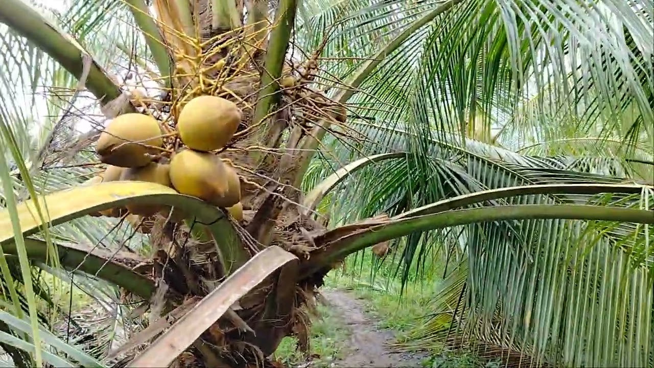 Giá dừa tươi khu vực Mỹ Tịnh An, Đồng Tháp 