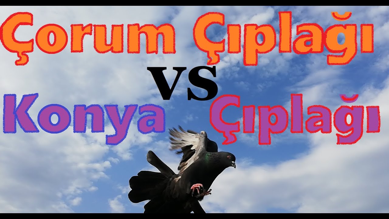 Çorum Çıplağı vs Konya Çıplağı. Irak Çıplağı Koca Bir Yalan Diyor Erkan Kardeş. 533,029,5518.Tumbler