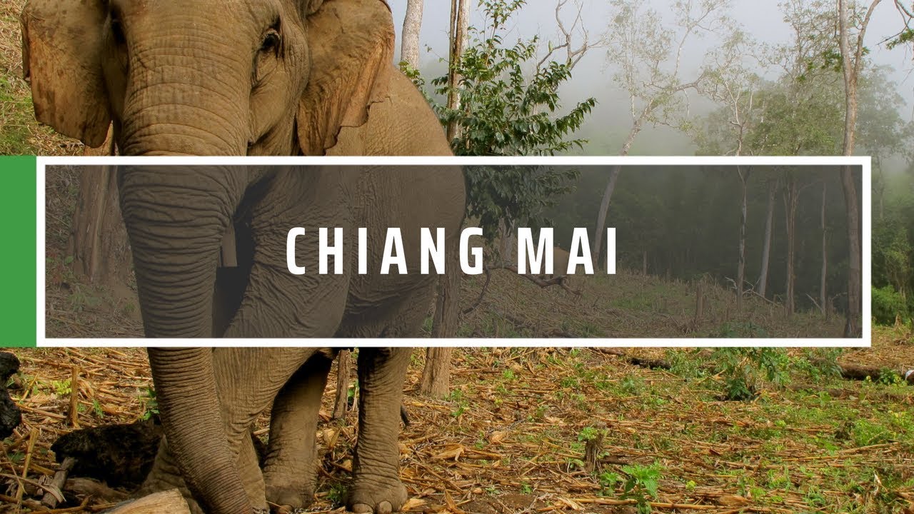 Volunteer With Elephants In Chiang Mai | GVI