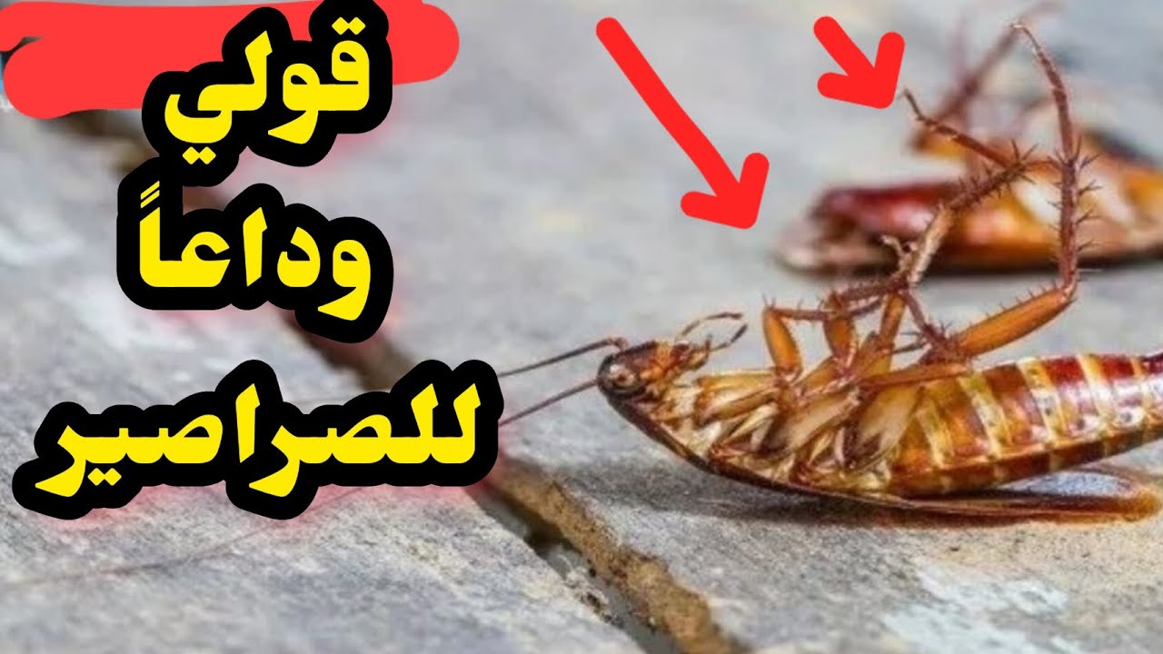 معلقة واحدة وانسي هم الصراصير نهائياً ⁉️ الصراصير هتنشف مكانها👌 فكرة مذهلة