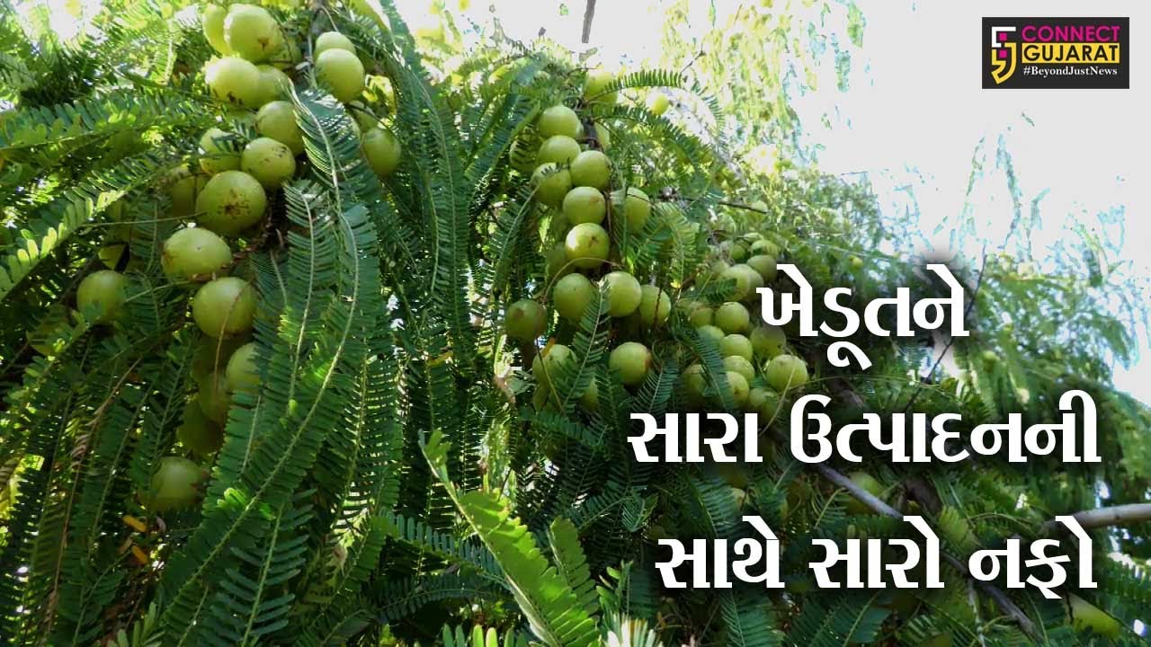 અરવલ્લી : કોજણકંપાના ખેડૂતે કરી આમળાની સફળ ખેતી, જુઓ પછી કેટલી થઈ આવક..!