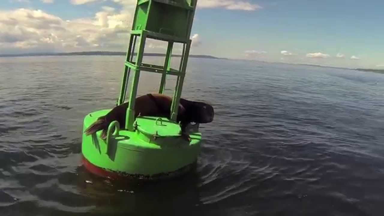 Salmon Fishing in Seattle (Jefferson Head)