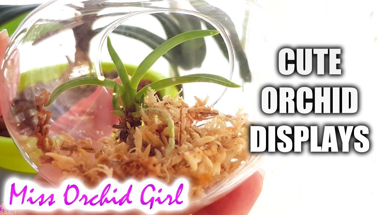 Orchid display ideas that can be functional! feat. Stilyo