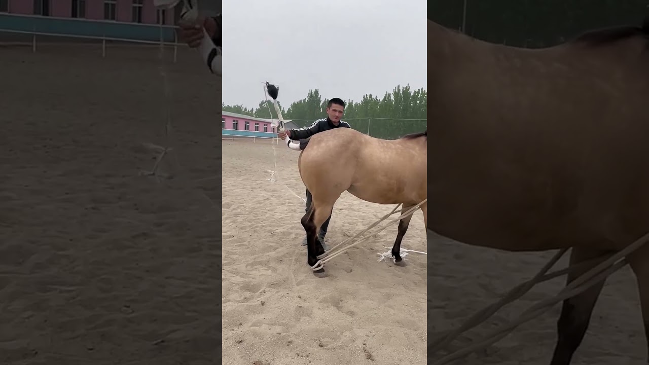 Horse mating cute - Most breeding horse