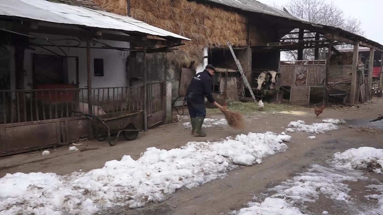 Ima 4 krave i 73 godine – da li može da se živi od mleka