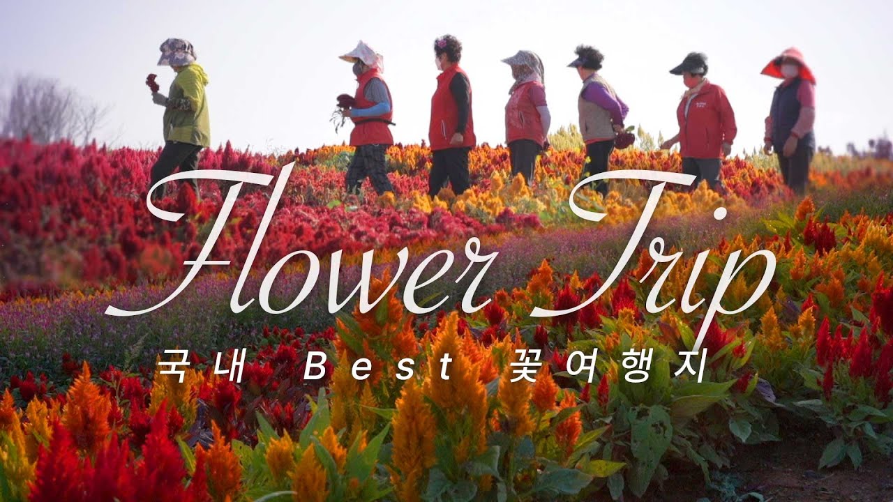 시들지 않는 사랑, 맨드라미! 로맨틱한 꽃말을 가진 맨드라미 💐 맨드라미로 뒤덮인 병풍도로 꽃구경 가보는 건 어떨까요? | 꽃여행 | 가을여행 | 국내여행