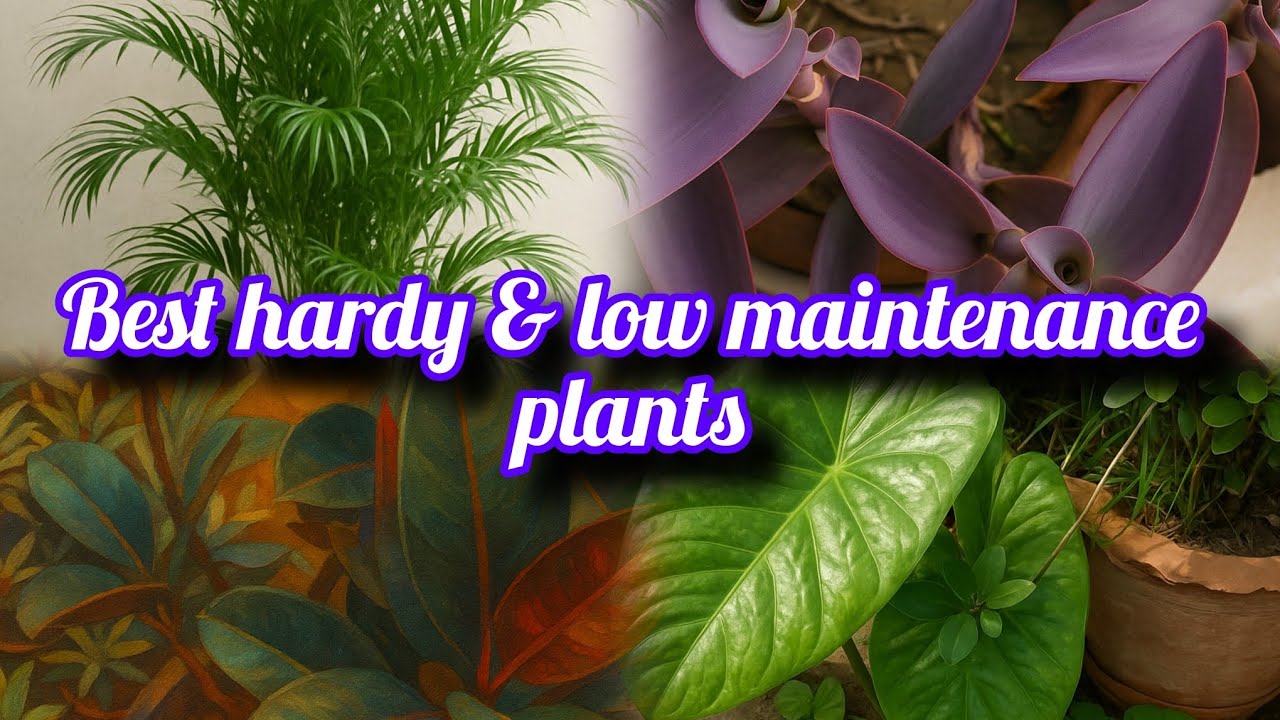 Best hardy & low maintenance plants for beginners 🪴🌿