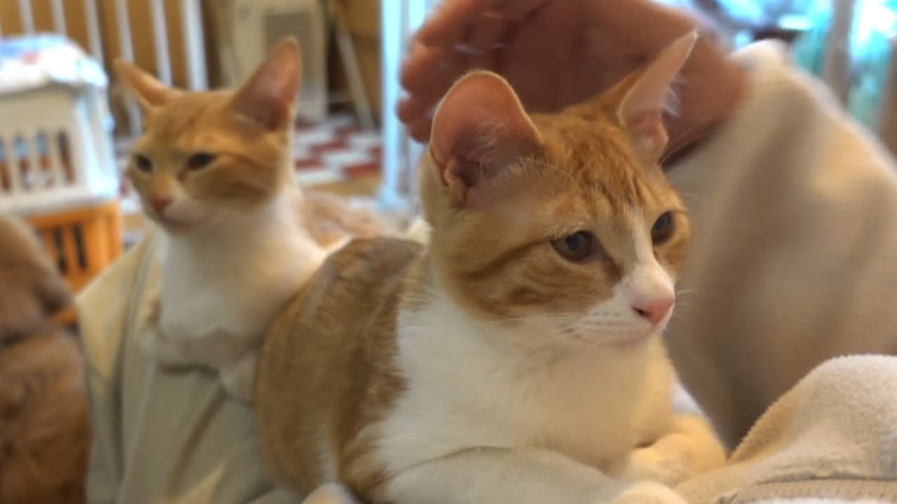 猫と犬の楽園　アニマルカフェけだま　休業前の最後の客とは知らず、毎週来ようとのんきだった思い出　前編　１月14日