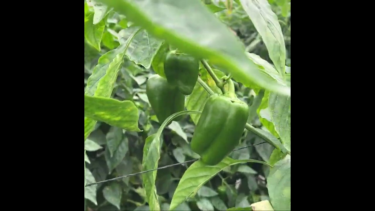 Seguimiento de cultivo de pimiento en suelo