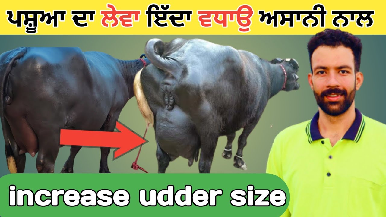 Increase udder size | ਪਸ਼ੂਆਂ ਦਾ ਲੇਵਾ ਇੱਦਾਂ ਵਧਾਉ ਅਸਾਨੀ ਨਾਲ | Kitta khetibadi| Dairy farm